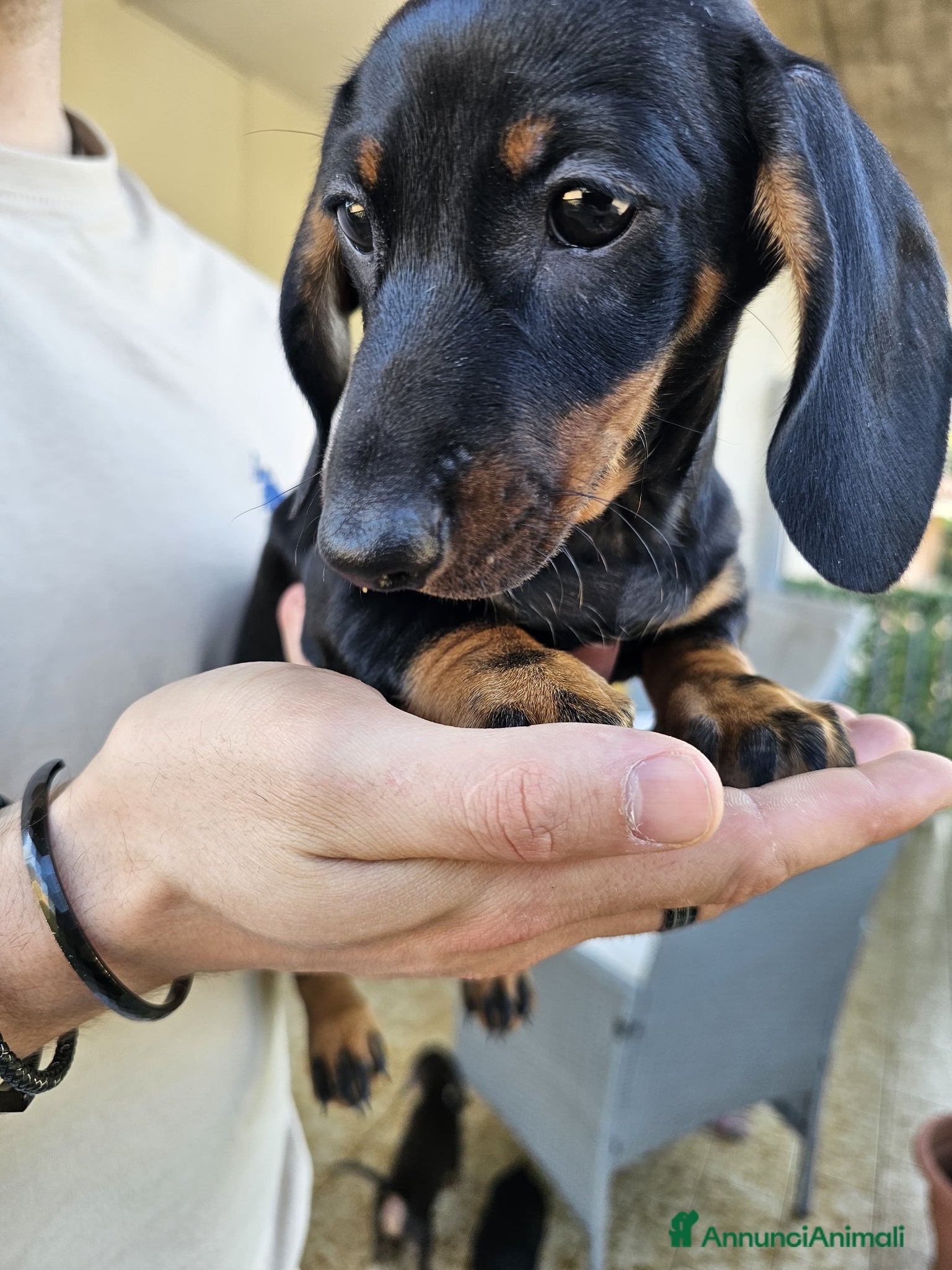 Bassotto cani in vendita: Bassotti nani - Annuncio 15