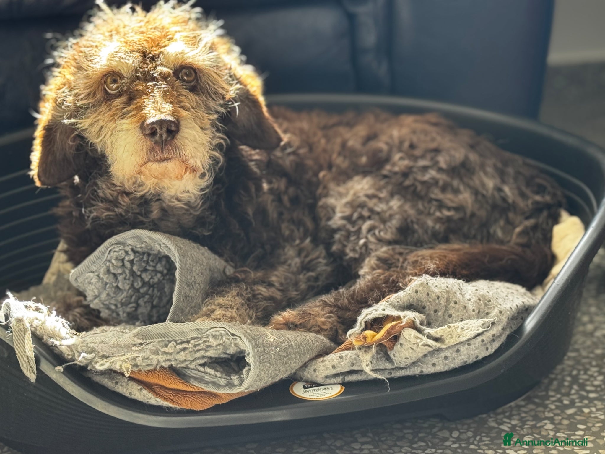 Lagotto cani Nonnina 15 anni mix lagotto cerca famiglia - Annuncio 1