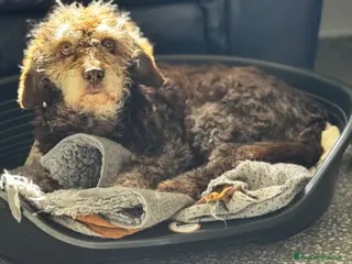 Lagotto cani Nonnina 15 anni mix lagotto cerca famiglia - Annuncio 1