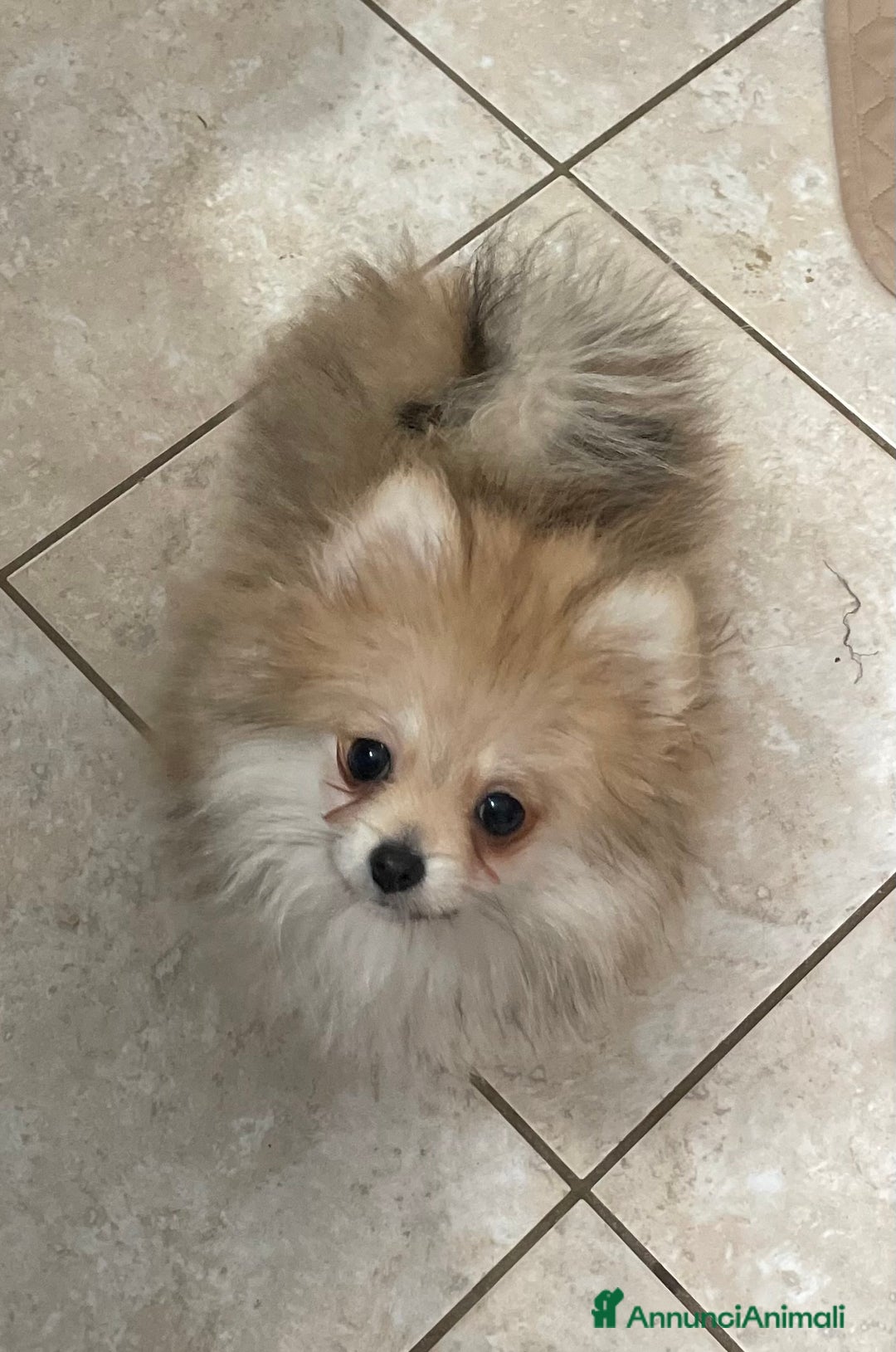 Volpino Pomerania cani in vendita: Spitz nano femmina - Annuncio 3