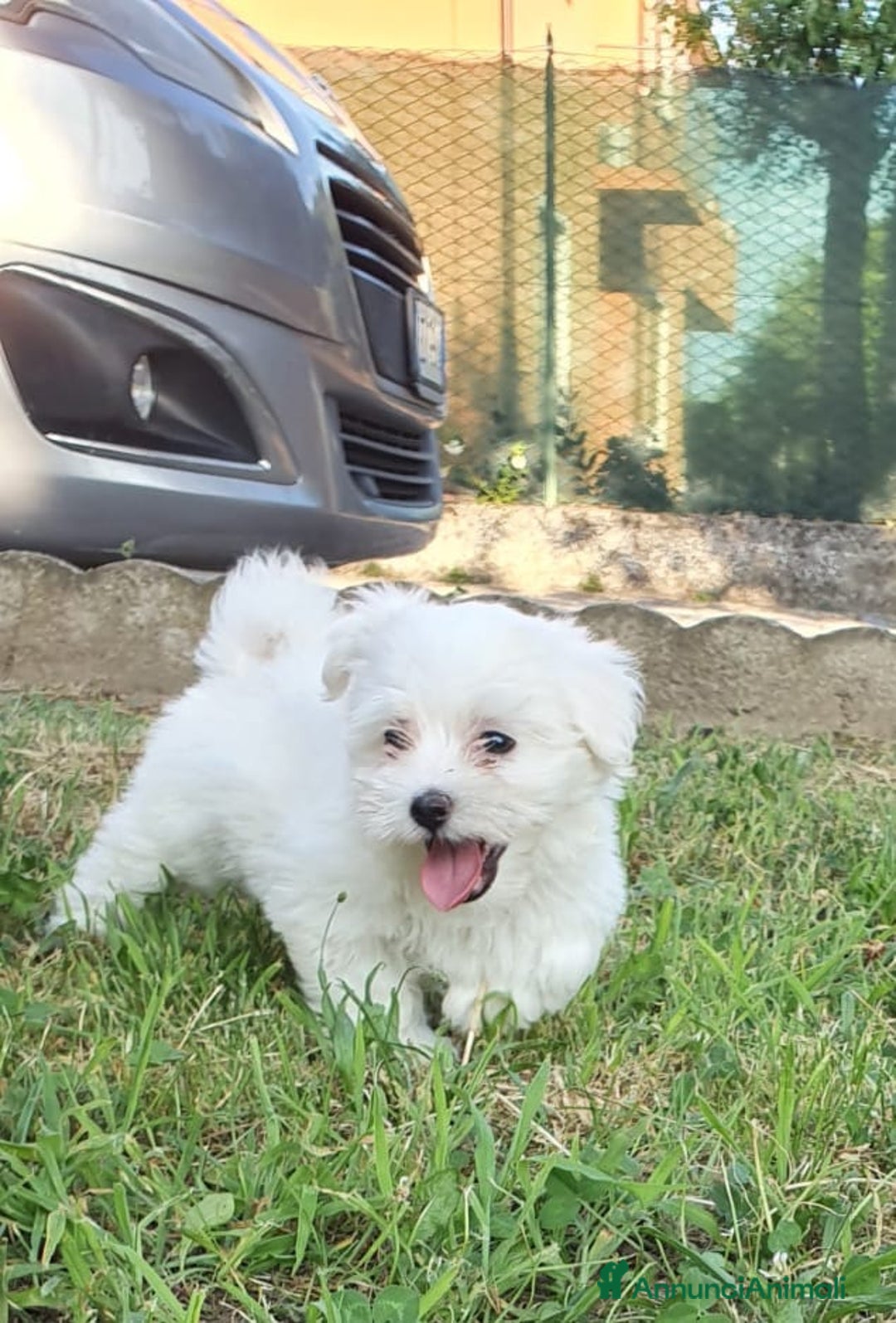 Bichon cani in vendita: 5 bellissimi cuccioli di Bichon Maltese - Immagine 10