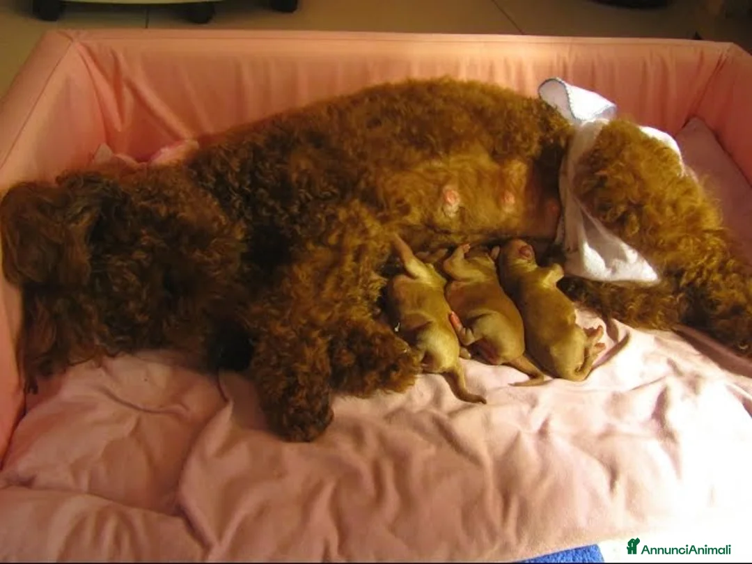 Barboncino Toy cani in vendita:  Splendidi Cuccioli di Barboncino a Città metropolitana di Milano - Annuncio 13