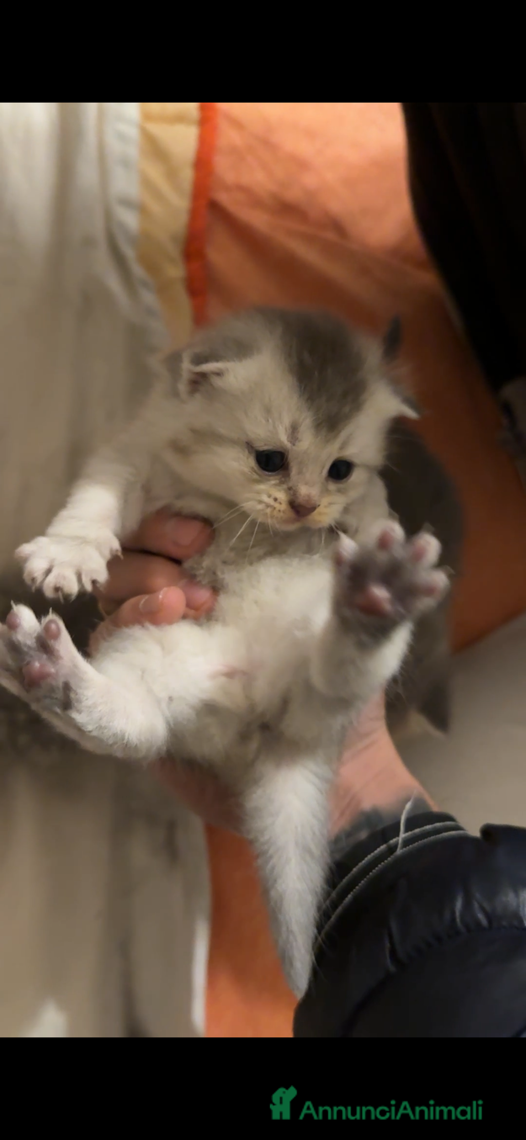 Scottish gatti in vendita: cuccioli SOTTISH FOLD - Annuncio 5