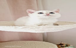 Scottish gatti in vendita: Scottish  a Provincia di Pavia - Immagine 7