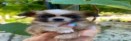 Chihuahua cani in vendita: Chiwawa Thailandese Pelo lungo - Annuncio 8