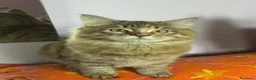 Siberiano gatti in vendita: 2 cucciole di Siberiano - Annuncio 5