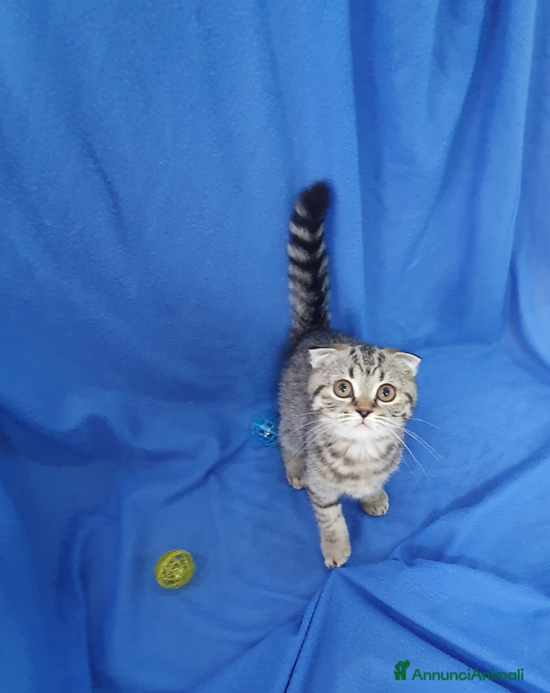 Scottish gatti in vendita: Scottish fold e straight  a Provincia di Frosinone - Immagine 2