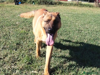 Meticcio cani Help per Vago un pastorello tutto pepe! a Provincia di Latina - Annuncio 36