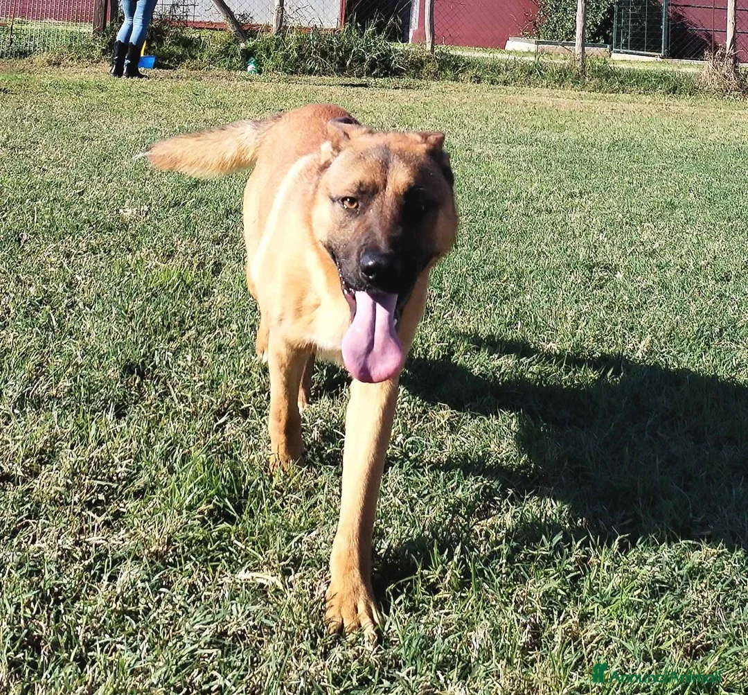 Meticcio cani in regalo: Help per Vago un pastorello tutto pepe! a Provincia di Latina - Annuncio 1