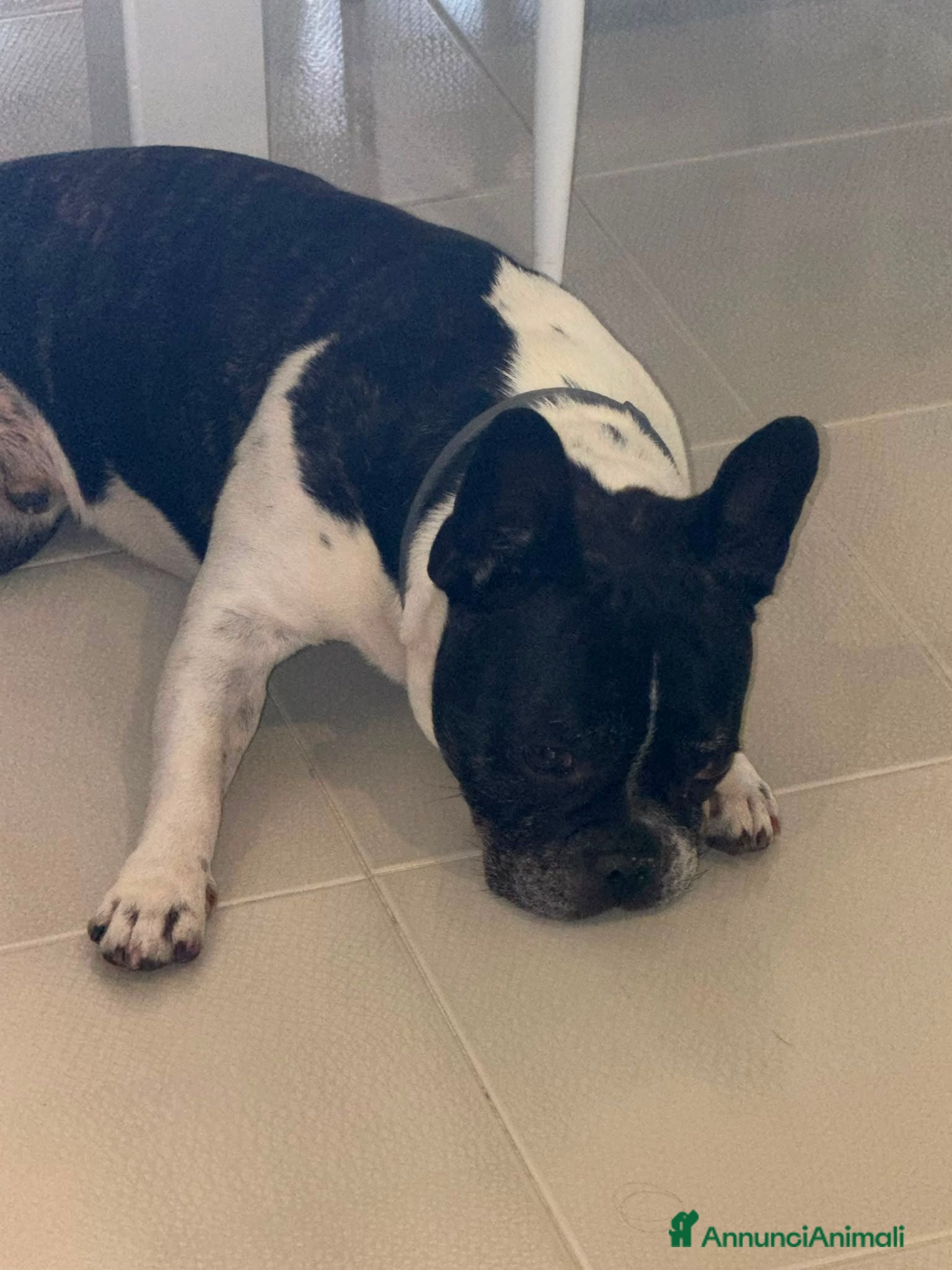 Bulldog Francese cani Buldog francese - Annuncio 33