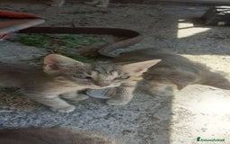 Altre razze gatti in regalo: In adozione a Provincia di Salerno - Immagine 4