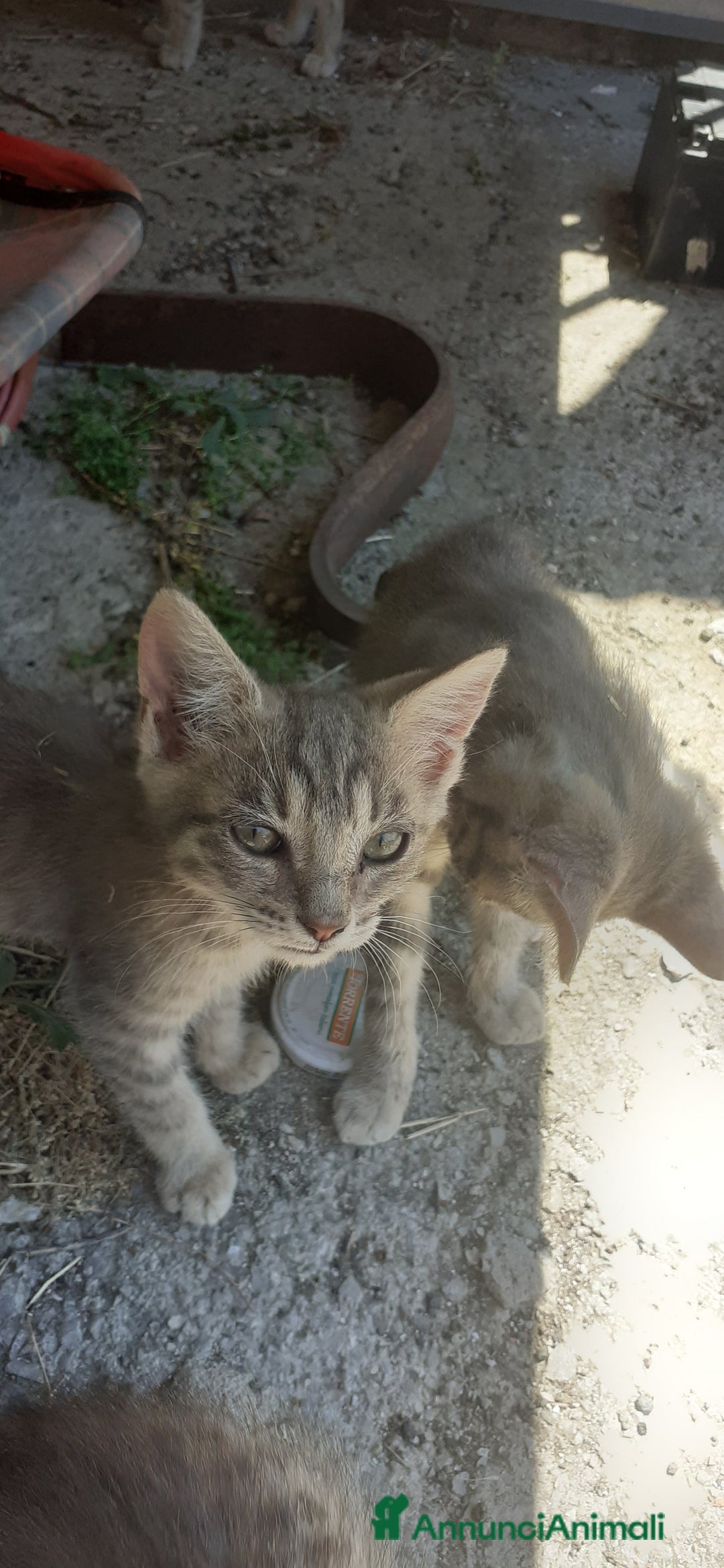 Altre razze gatti in regalo: In adozione a Provincia di Salerno - Immagine 4