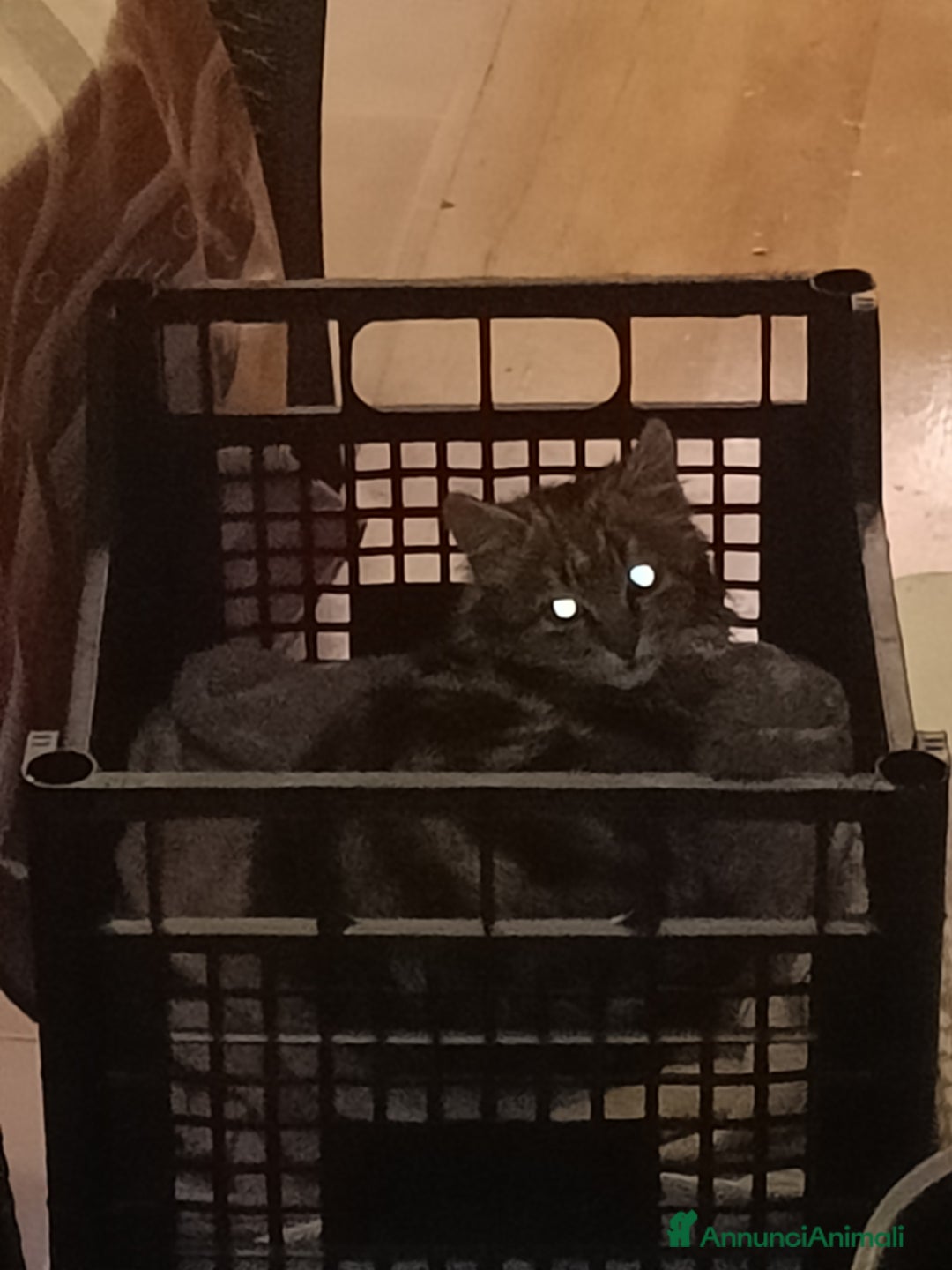 Altre razze gatti in regalo: Adozione gatti piccoli randagi - Annuncio 2
