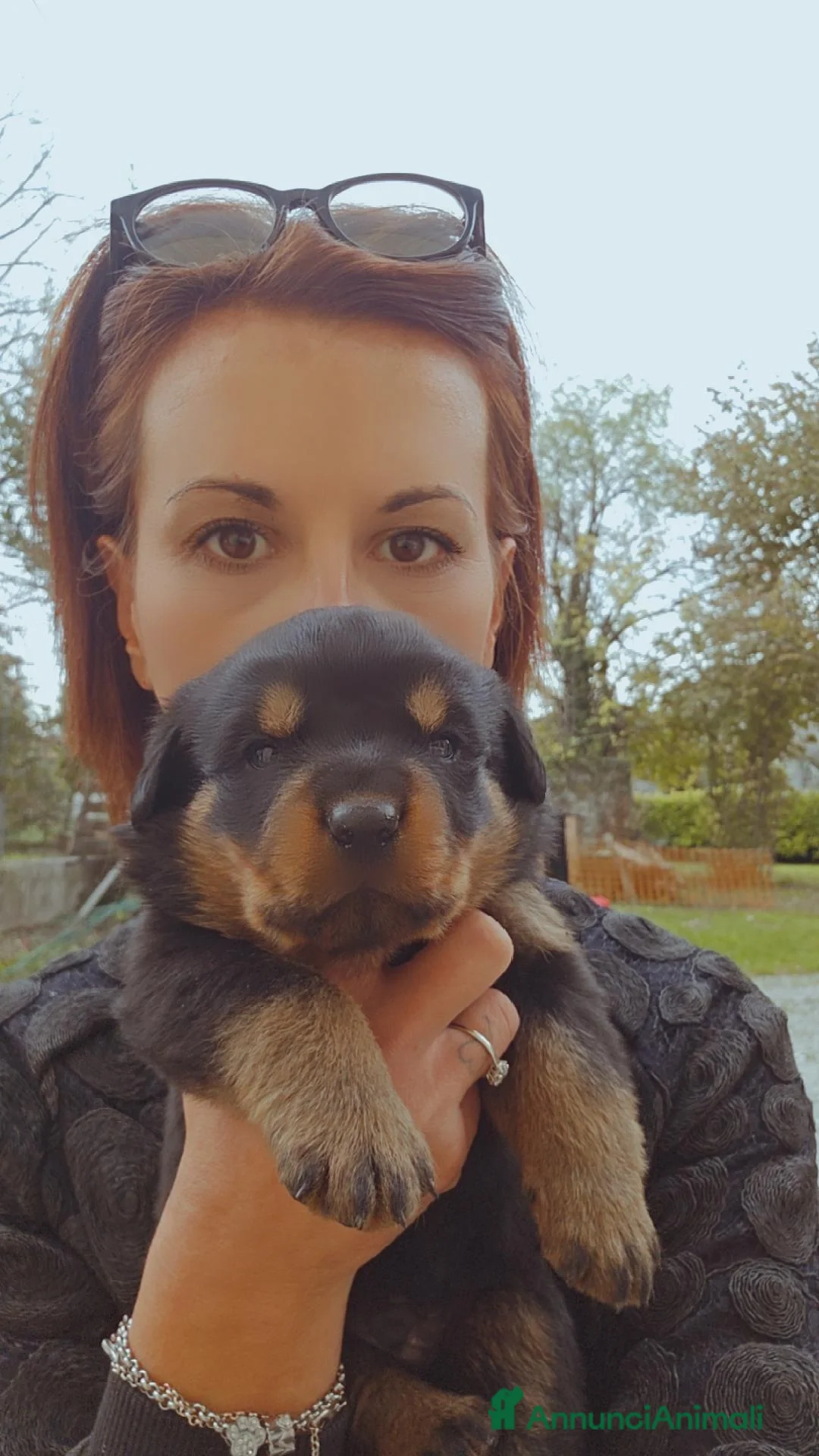 Rottweiler cani Rotwailer  - Annuncio 19