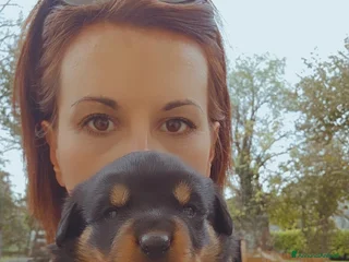 Rottweiler cani Rotwailer - Annuncio 8