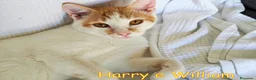 Europeo gatti in regalo: Harry & William stupendi fratellini cercano casa a Città metropolitana di Milano - Annuncio 4
