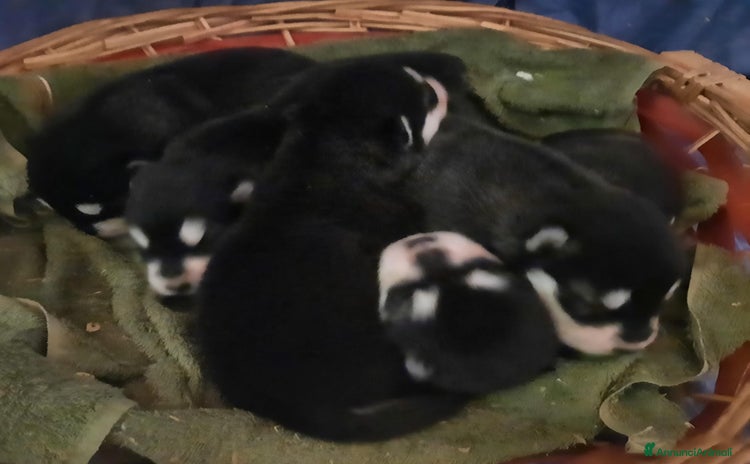 Alaskan Malamute cani a Città Metropolitana di Bologna - Annuncio 5