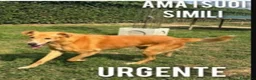 Meticcio cani in regalo: Jeremy 14anni STALLO FINITO SCESO IN PUGLIA!! - Annuncio 2