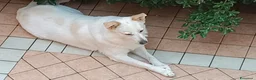 Meticcio cani in regalo: CANE METICCIO CERCA FAMIGLIA  - Annuncio 3