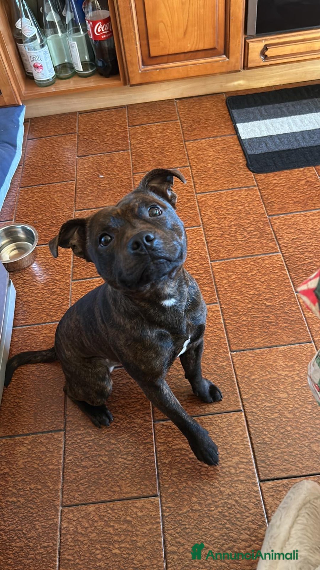 Staffordshire cani per accoppiamento: Cerco Staffordshire femmina per accoppiamenro - Immagine 5