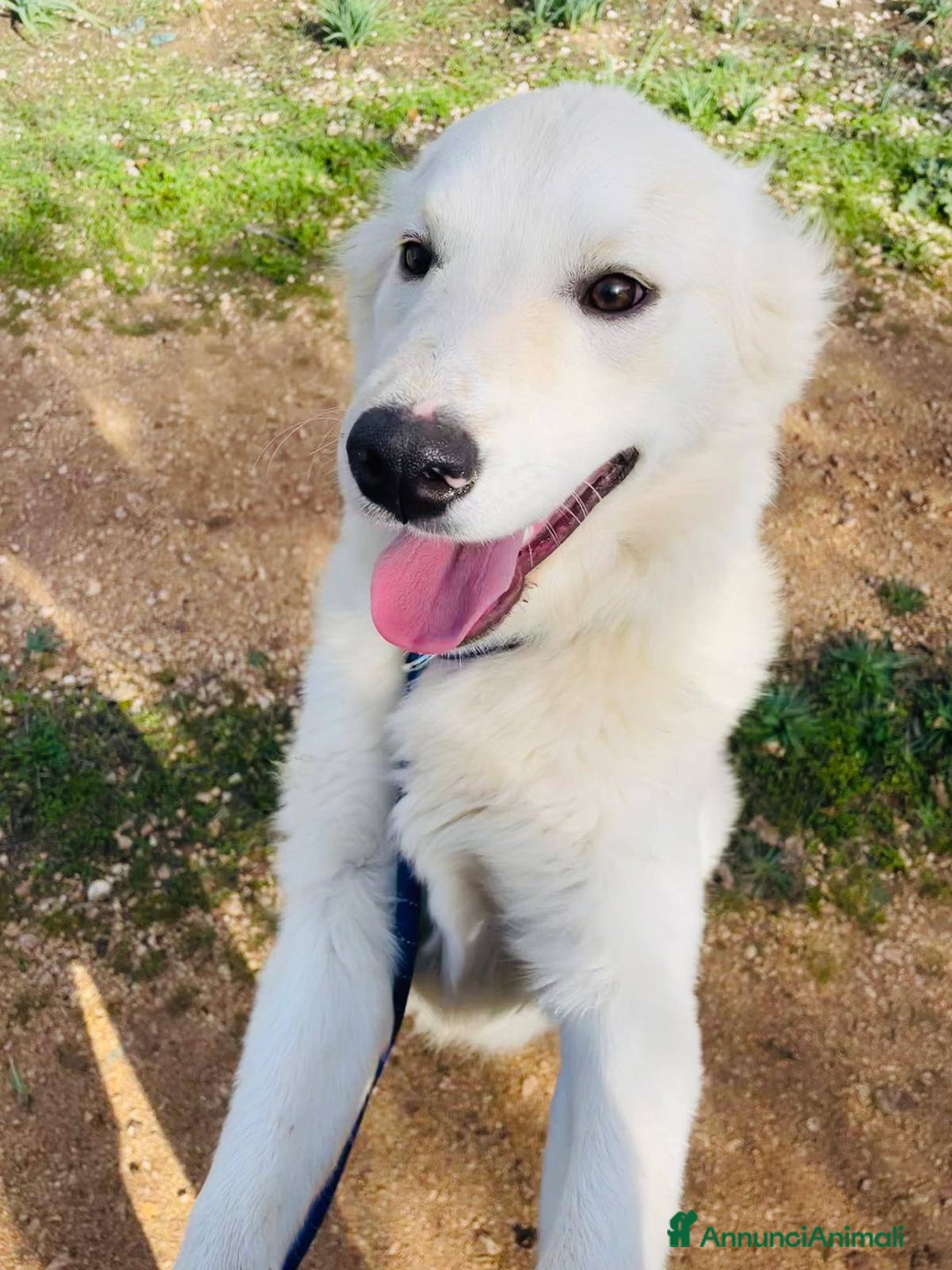 Meticcio cani in regalo: IL TENERISSIMO AIKO - Annuncio 8