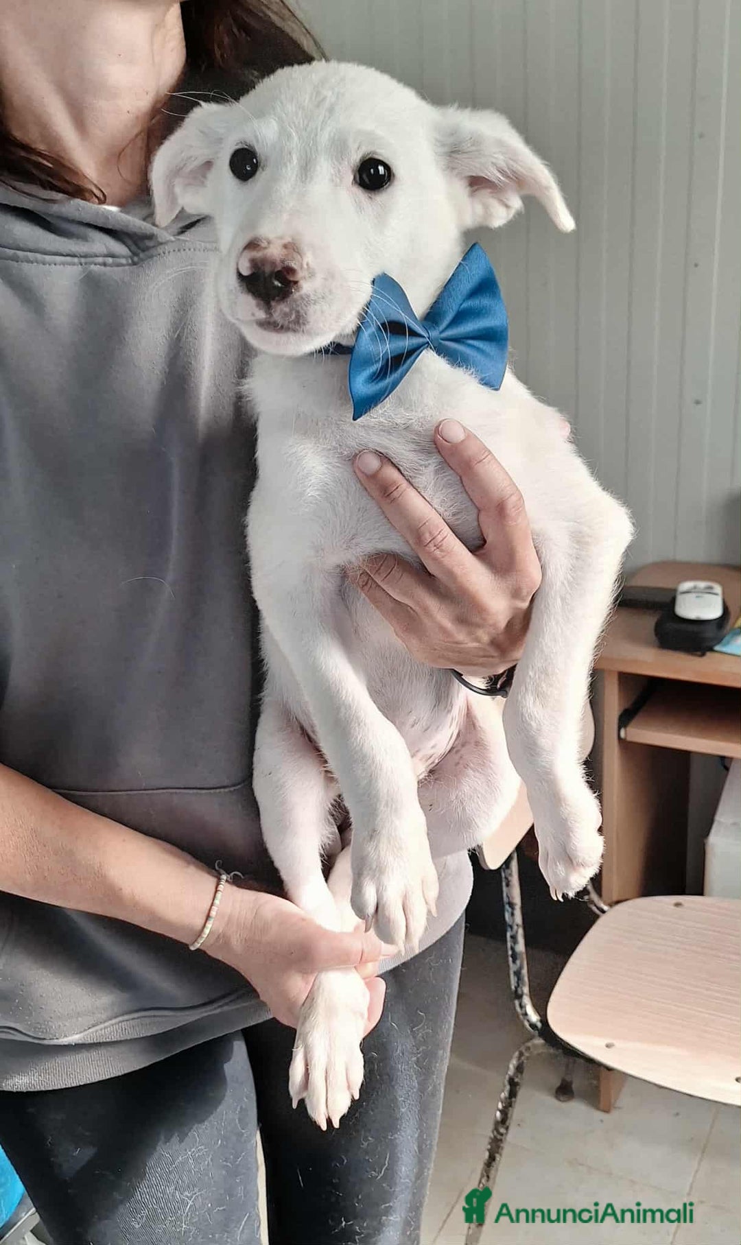 Meticcio cani in regalo: Erik stupendo cucciolino in adozione  - Annuncio 2