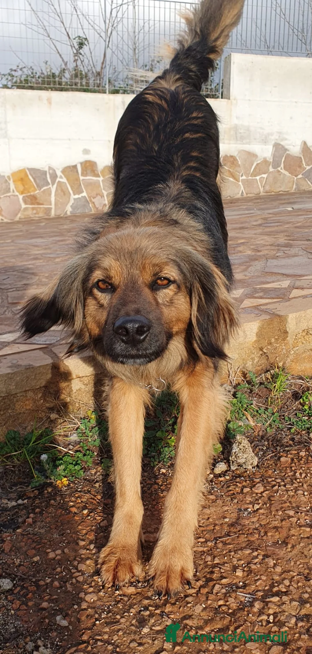 Meticcio cani in regalo: CESARE un futuro da riscrivere con il cuore a Pomezia - Annuncio 3