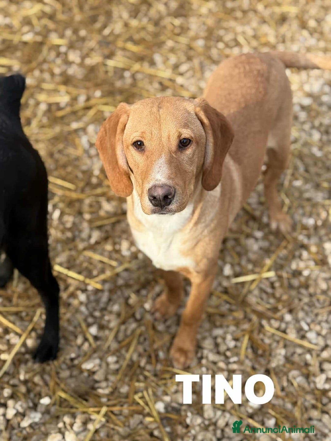 Meticcio cani in regalo: TOM & TINO, buffissimi cuccioli orecchie lunghe! - Annuncio 3