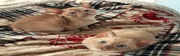 Burmese gatti in vendita: Gattini burmesi color cioccolato e lilla - Annuncio 3