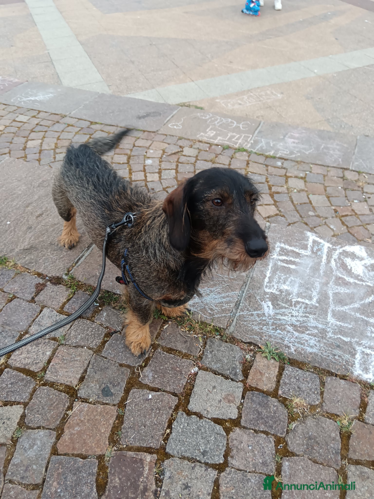 Bassotto cani Bassotto tedesco - Annuncio 1