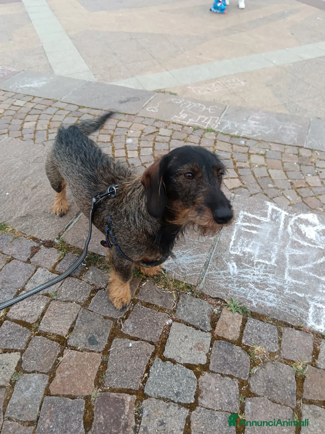 Bassotto cani per accoppiamento: Bassotto tedesco a Provincia di Livorno - Annuncio 1