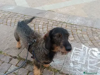 Bassotto cani Bassotto tedesco - Annuncio 1