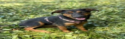 Pastore Tedesco cani in regalo: DAISY, cucciola mix PASTORINA super coccolona! - Annuncio 7