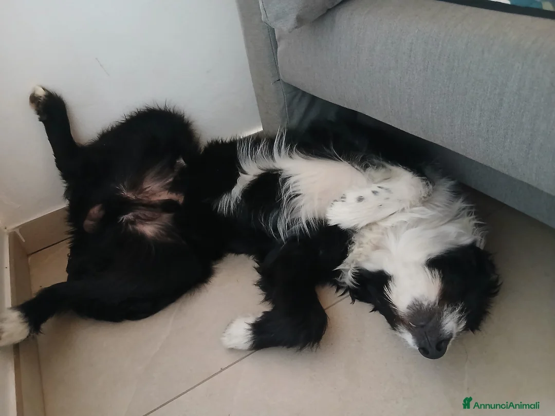 Meticcio cani in regalo: In regalo  a Provincia di Modena - Annuncio 2