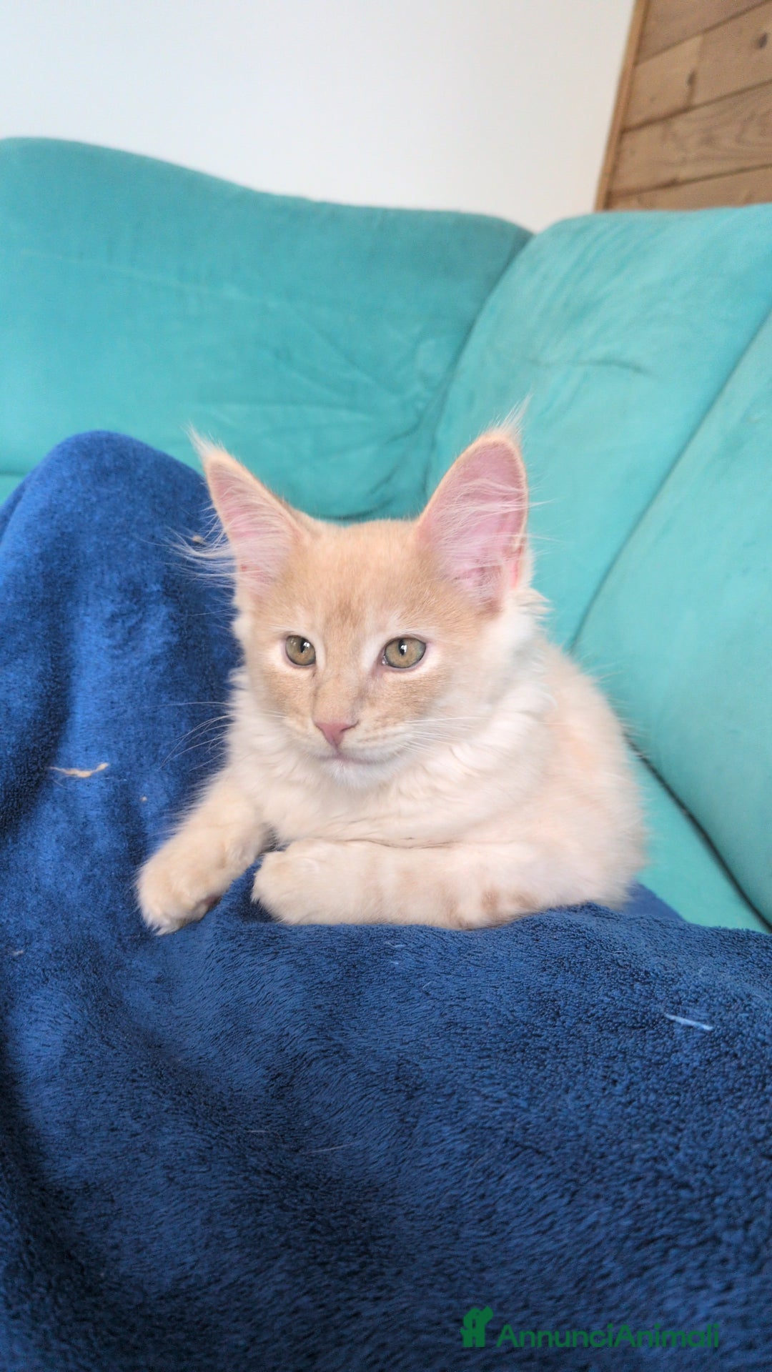 Maine Coon gatti in vendita:  Maine Coon pedigree ANFI senza limitazioni  - Annuncio 13