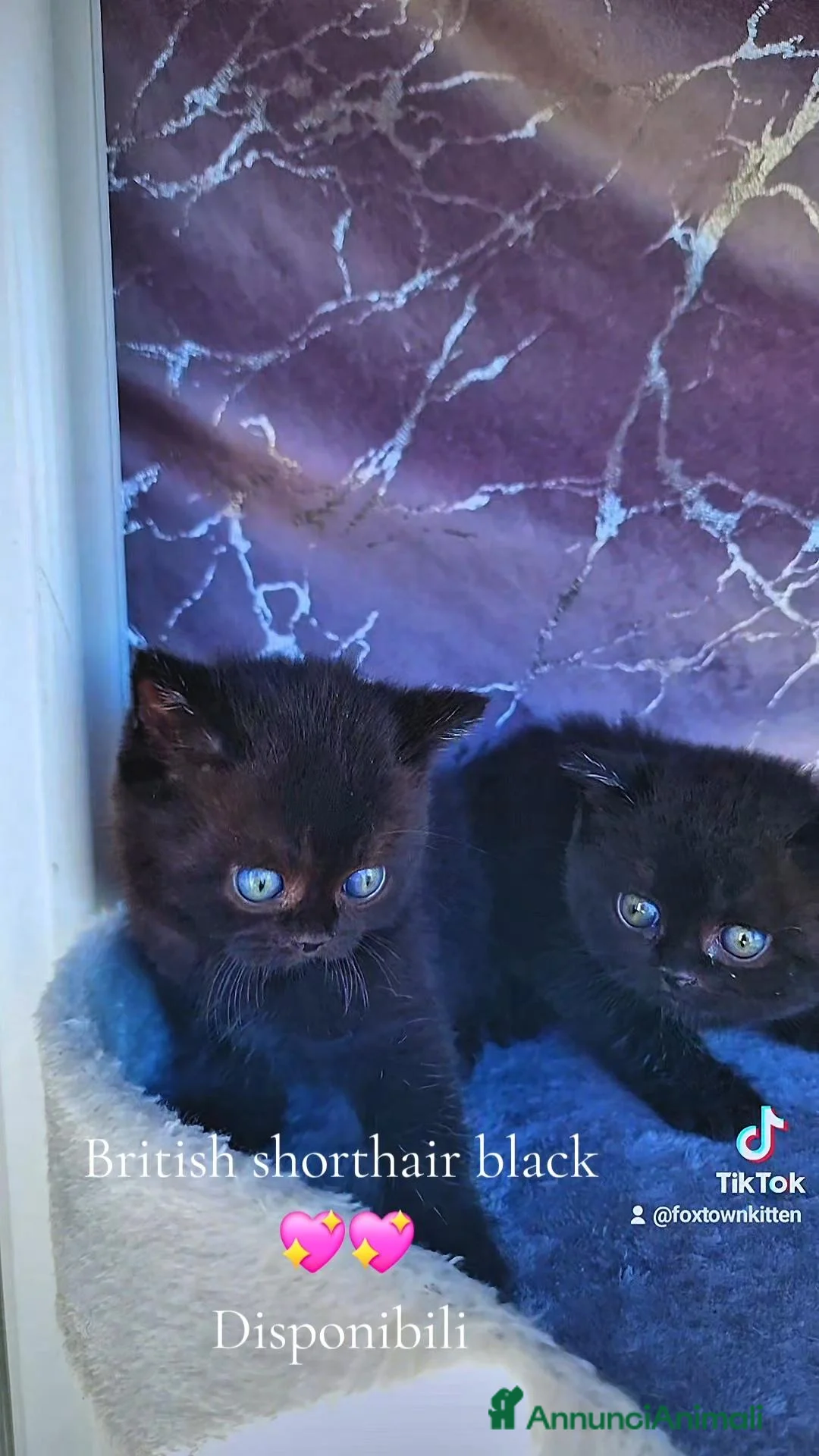 British gatti in vendita: British  - Annuncio 2