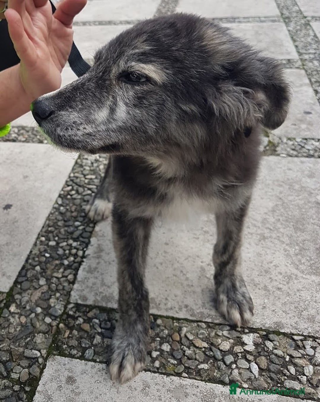 Meticcio cani in regalo: DOLCE GREY, MORBIDO CUCCIOLO - Annuncio 5