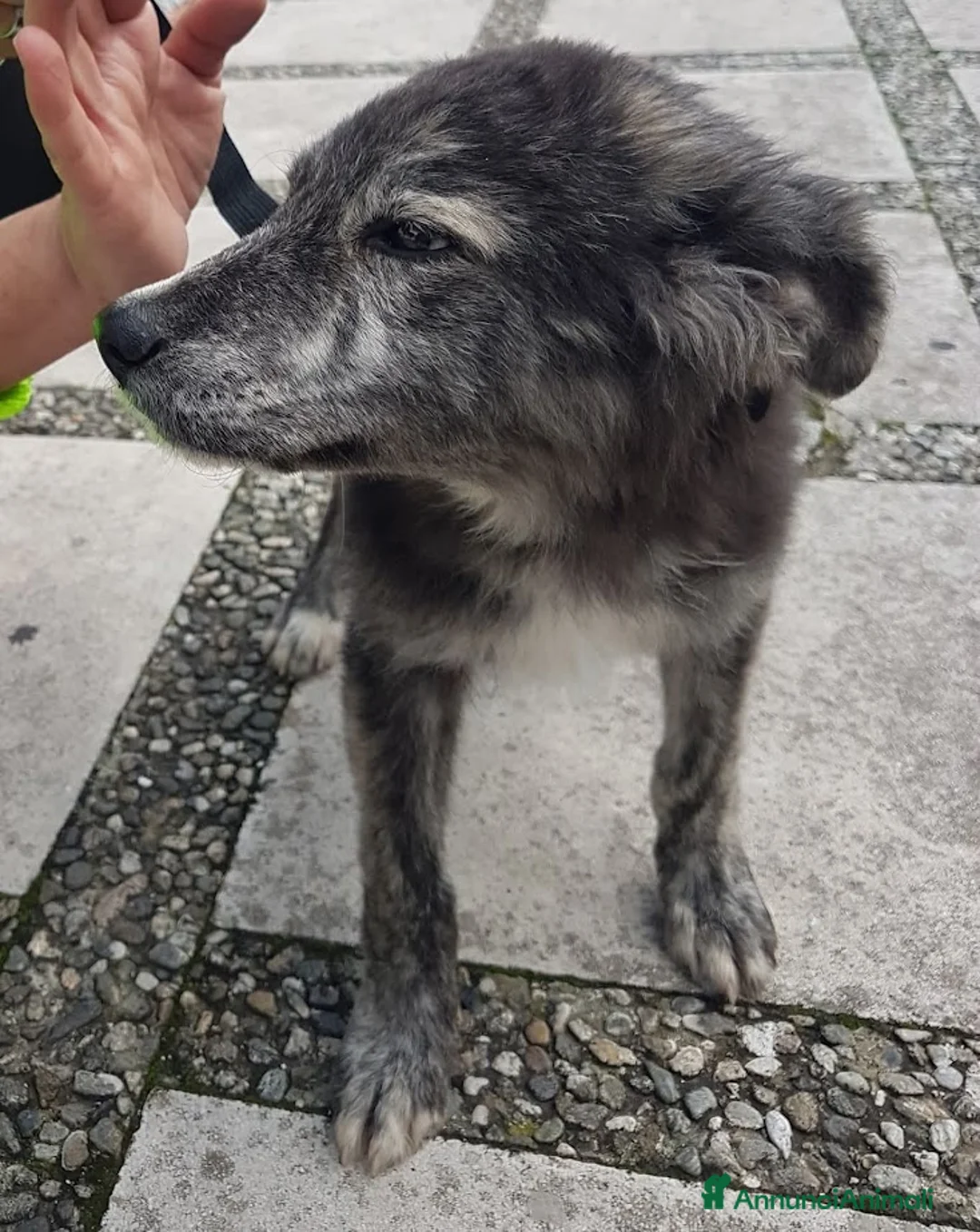 Meticcio cani in regalo: DOLCE GREY, MORBIDO CUCCIOLO - Annuncio 6