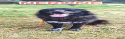 Meticcio cani in regalo: Nerone cerca urgentemente famiglia a Provincia di Novara - Annuncio 4