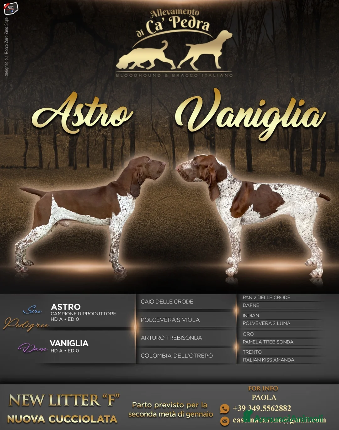 Bracco cani in vendita: Cucciole bracco italiano  - Annuncio 6