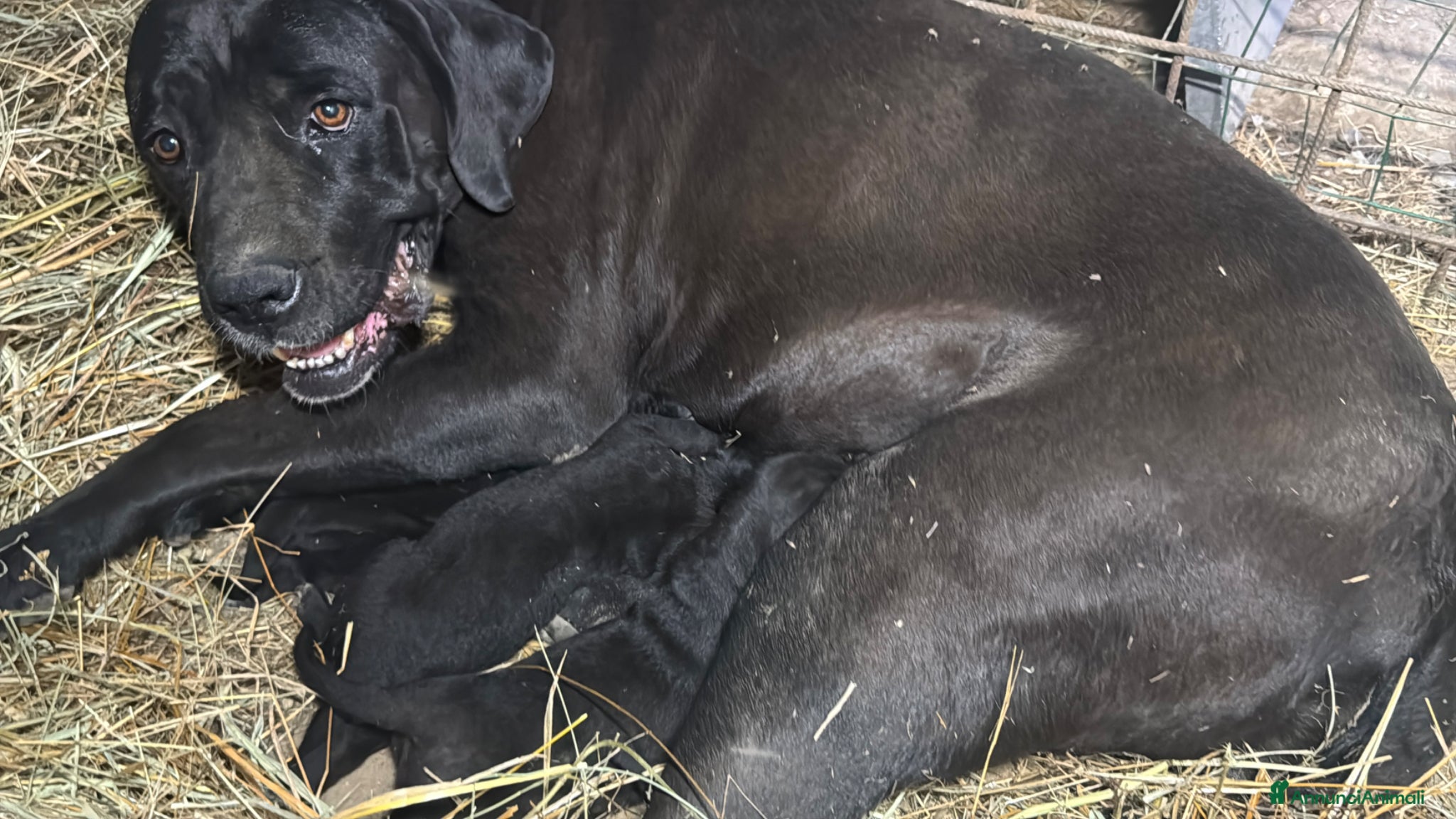 Cane Corso cani Cuccioli neri di Cane Corso - Annuncio 1