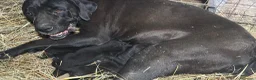Cane Corso cani in vendita: Cuccioli neri di Cane Corso - Annuncio 1