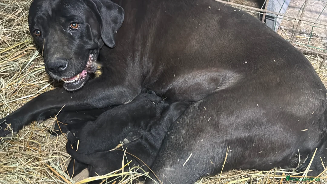 Cane Corso cani in vendita: Cuccioli neri di Cane Corso - Annuncio 1