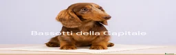 Bassotto cani per accoppiamento: Bassotto Arlecchino Cioccolato pelo lungo tag.nana a Città metropolitana di Roma Capitale - Annuncio 3