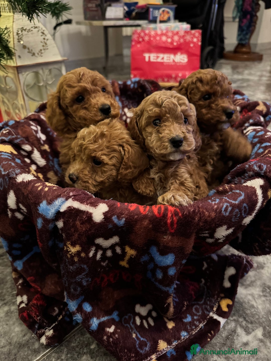 Barboncino cani in vendita: Vendita cuccioli barboncini nani - Annuncio 10