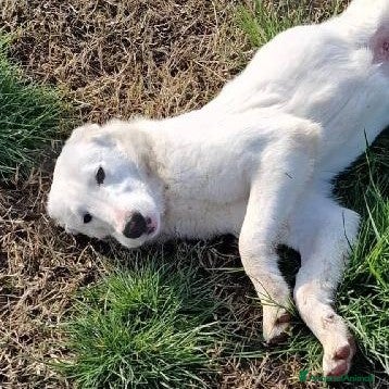 Meticcio cani SQUITTY MAREMMANINA IN ADOZIONE a Provincia di Latina - Annuncio 15