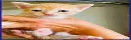 Meticcio gatti in regalo: JAZZ, MICETTO ROSSO TENERISSIMO CERCA UNA MAMMA UM - Annuncio 7