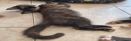 Maine Coon gatti in vendita: Cuccioli Maine Coon a Provincia di Macerata - Annuncio 7
