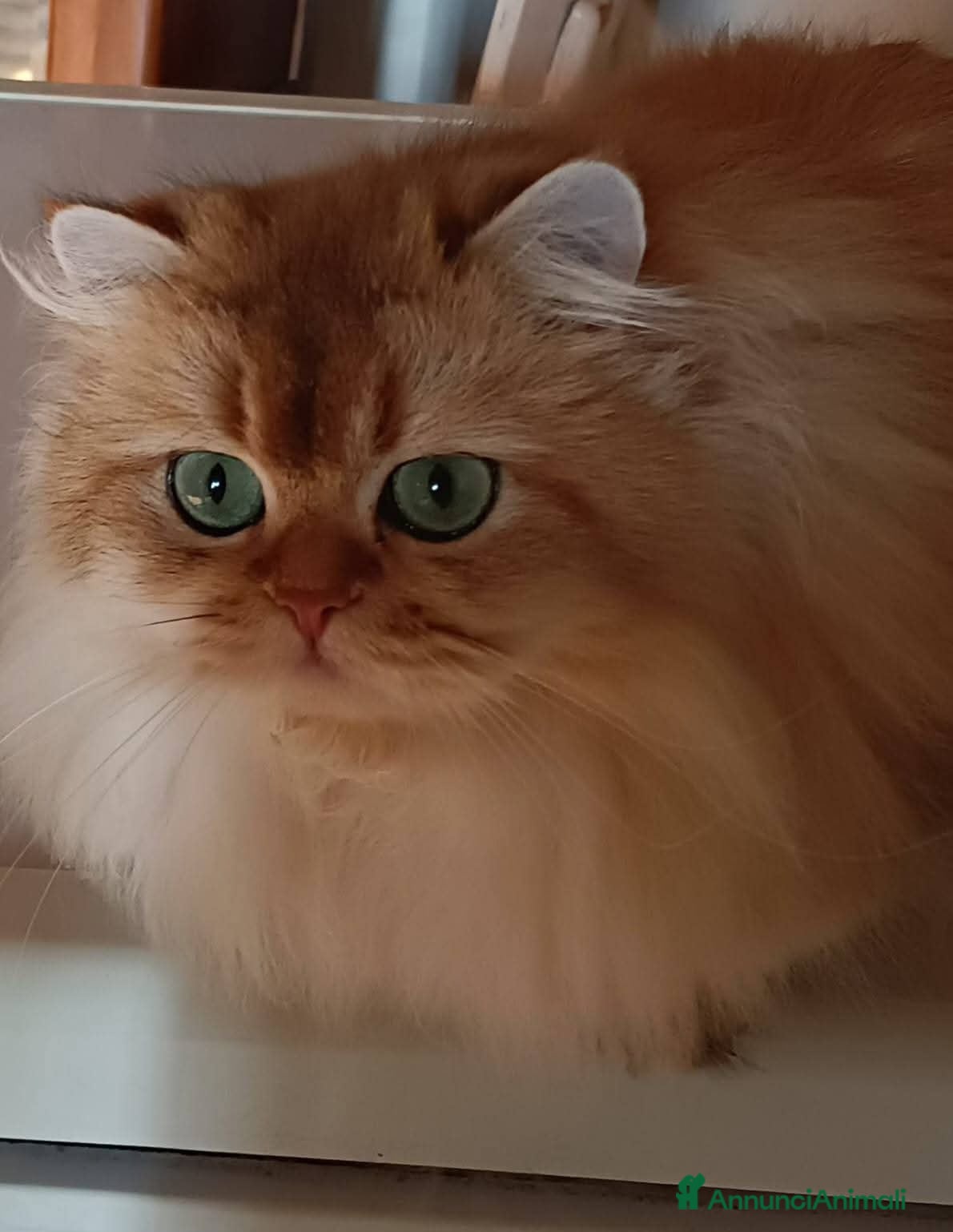 Scottish gatti Nala e Nancy cercano una nuova famiglia  - Annuncio 21