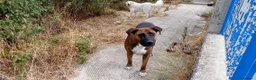 Meticcio cani in regalo: MORGANA superaffettuosa! - Annuncio 4